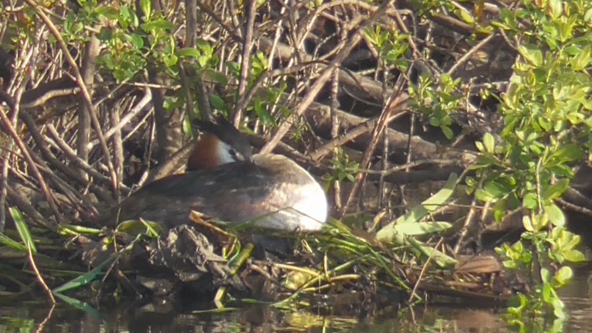 Great Crested Grebe - Christopher Bourne