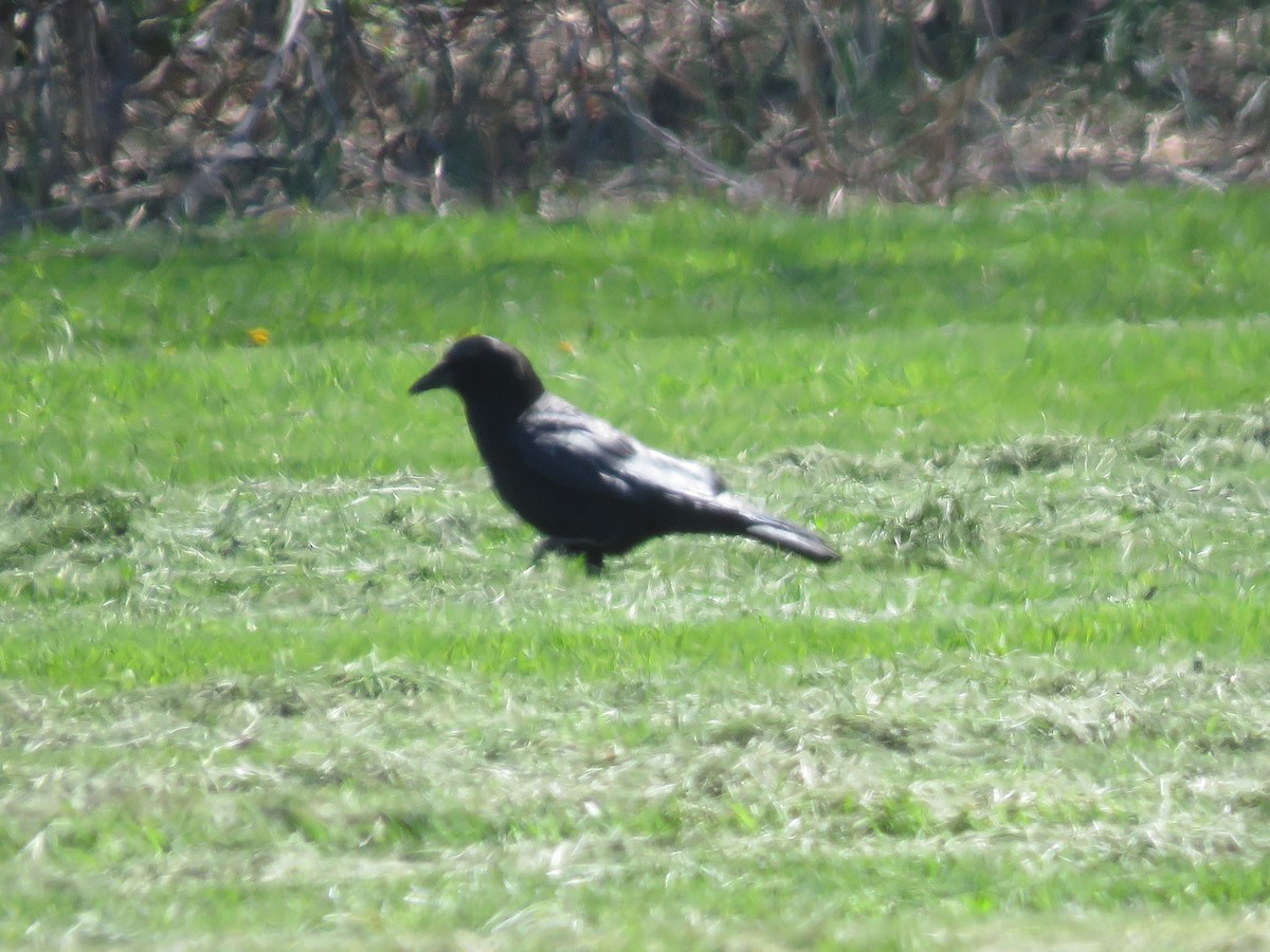 American Crow - ML617977106