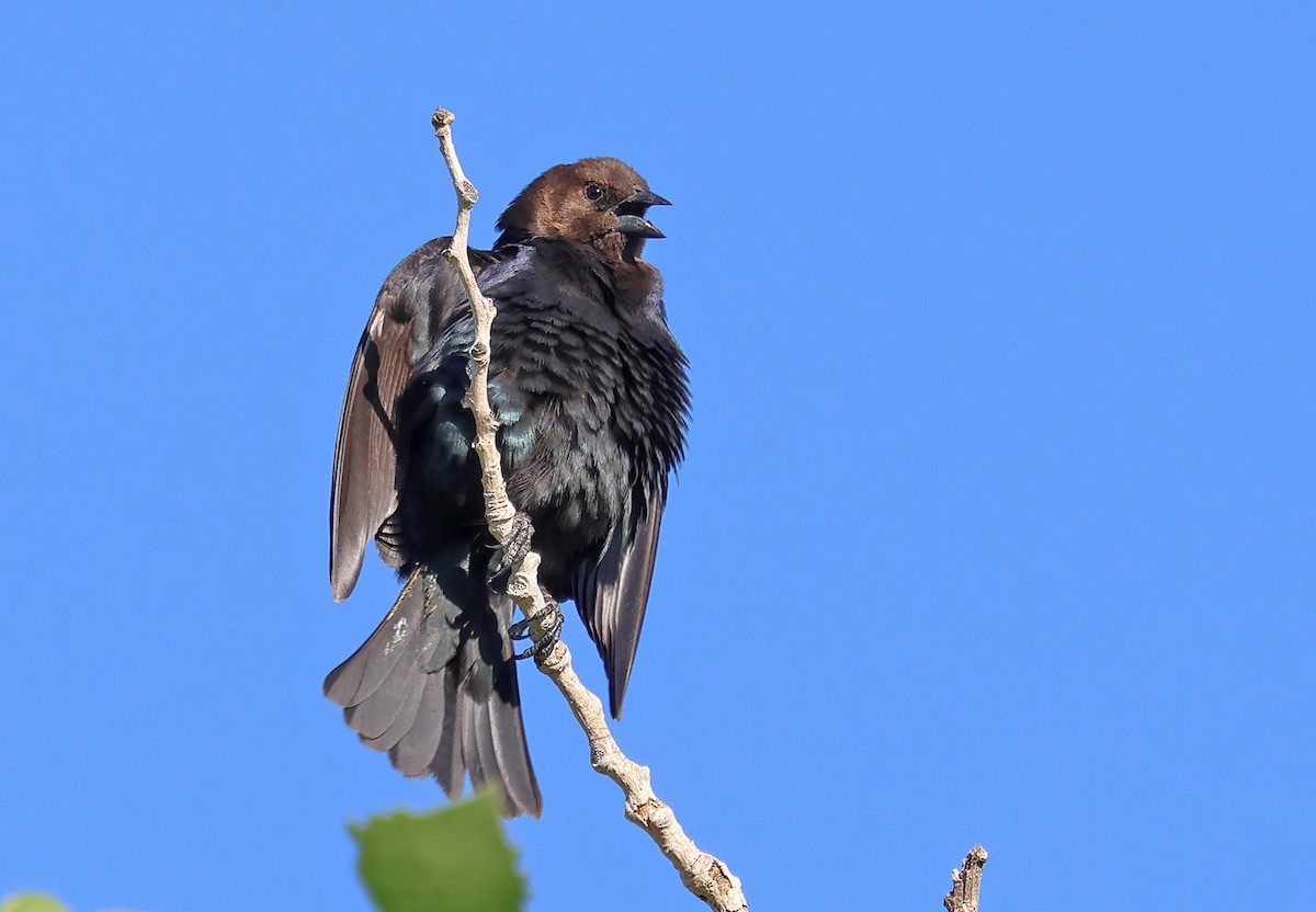 Brown-headed Cowbird - ML617977107