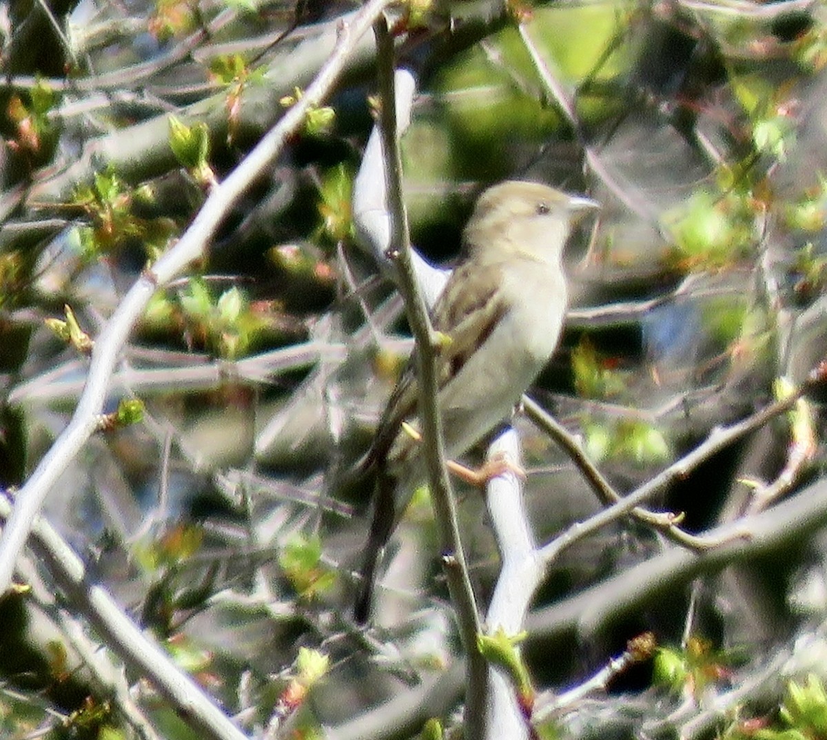 House Sparrow - ML617977126