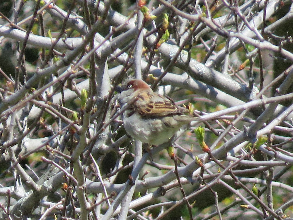 House Sparrow - ML617977127