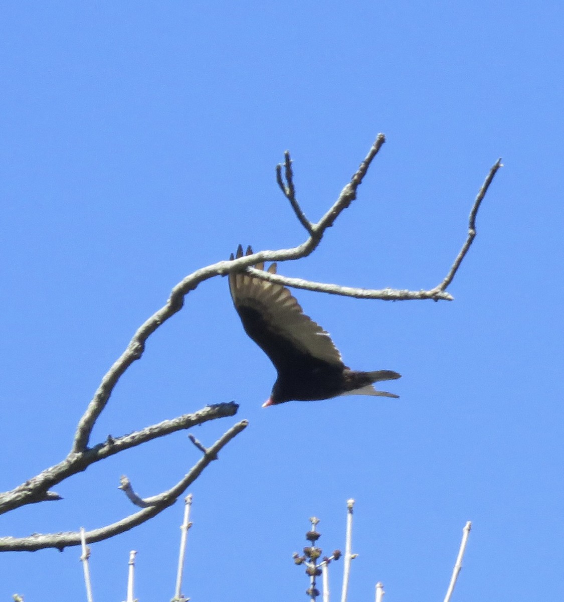 Turkey Vulture - ML617977146