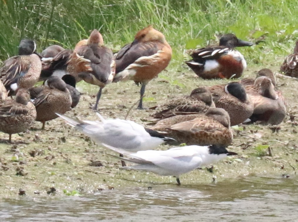 Northern Shoveler - ML617977151