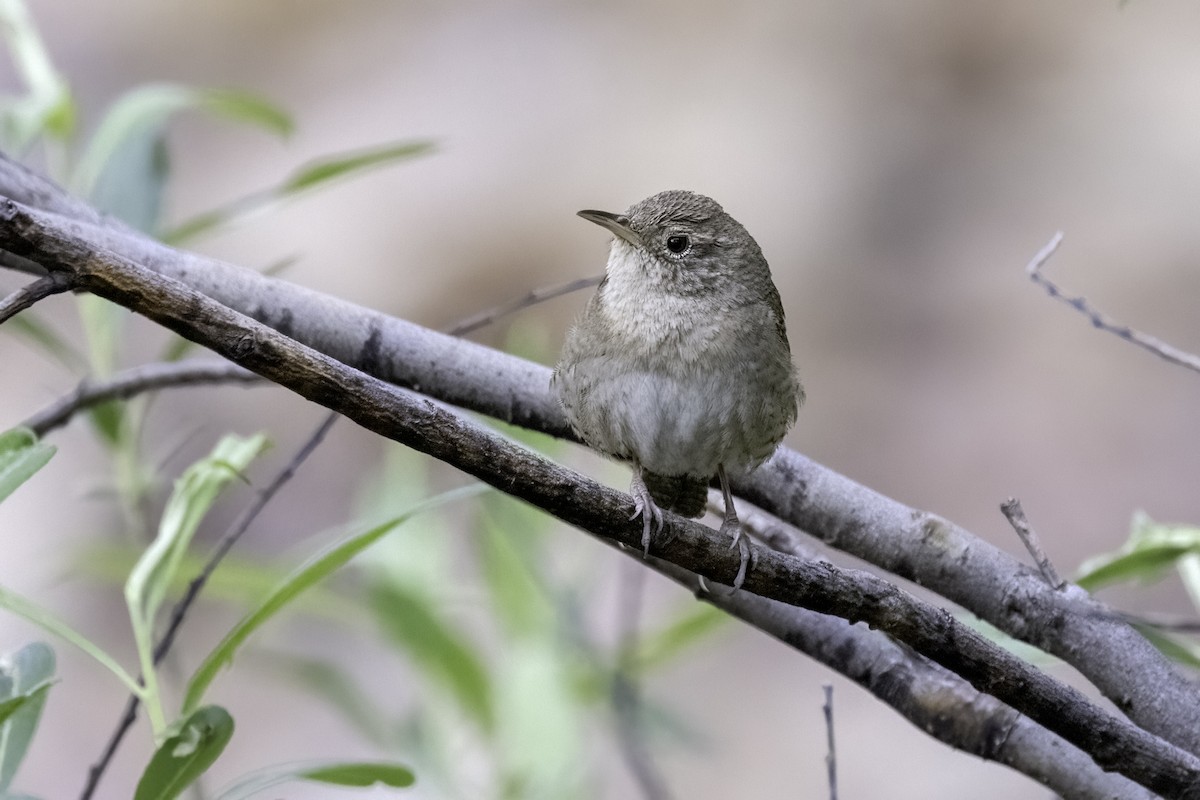 House Wren - Mel Green