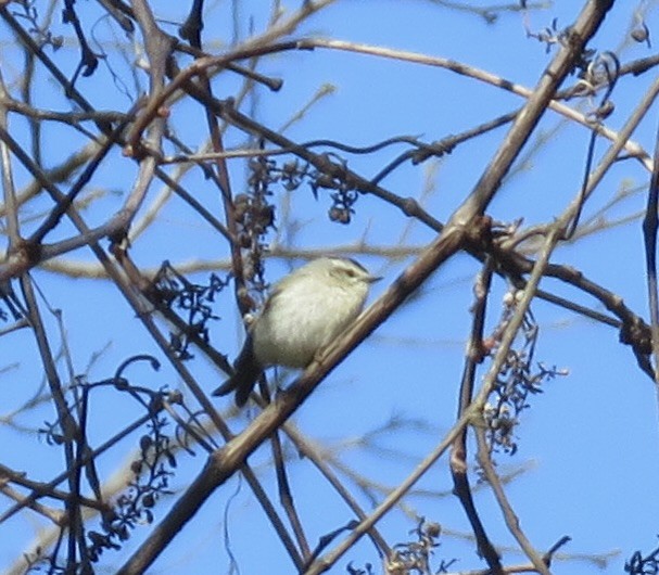 Golden-crowned Kinglet - ML617977180