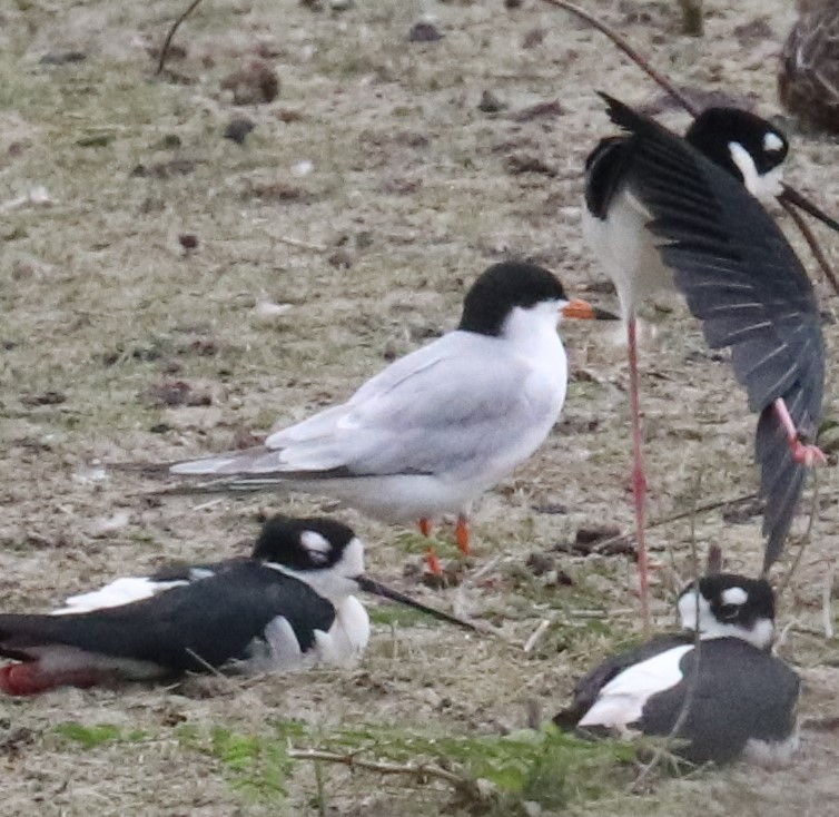 Black-necked Stilt - Loch Kilpatrick