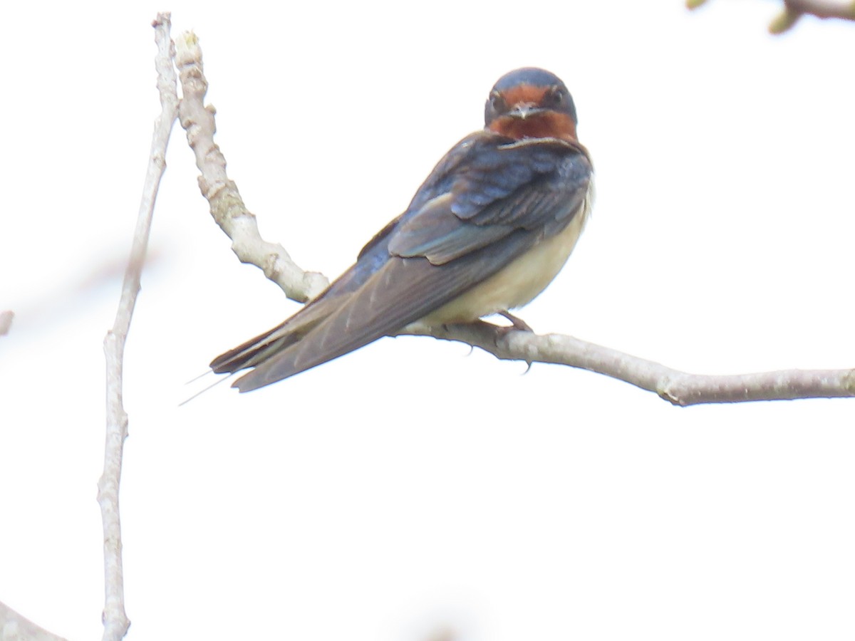 Barn Swallow - Rick Robinson