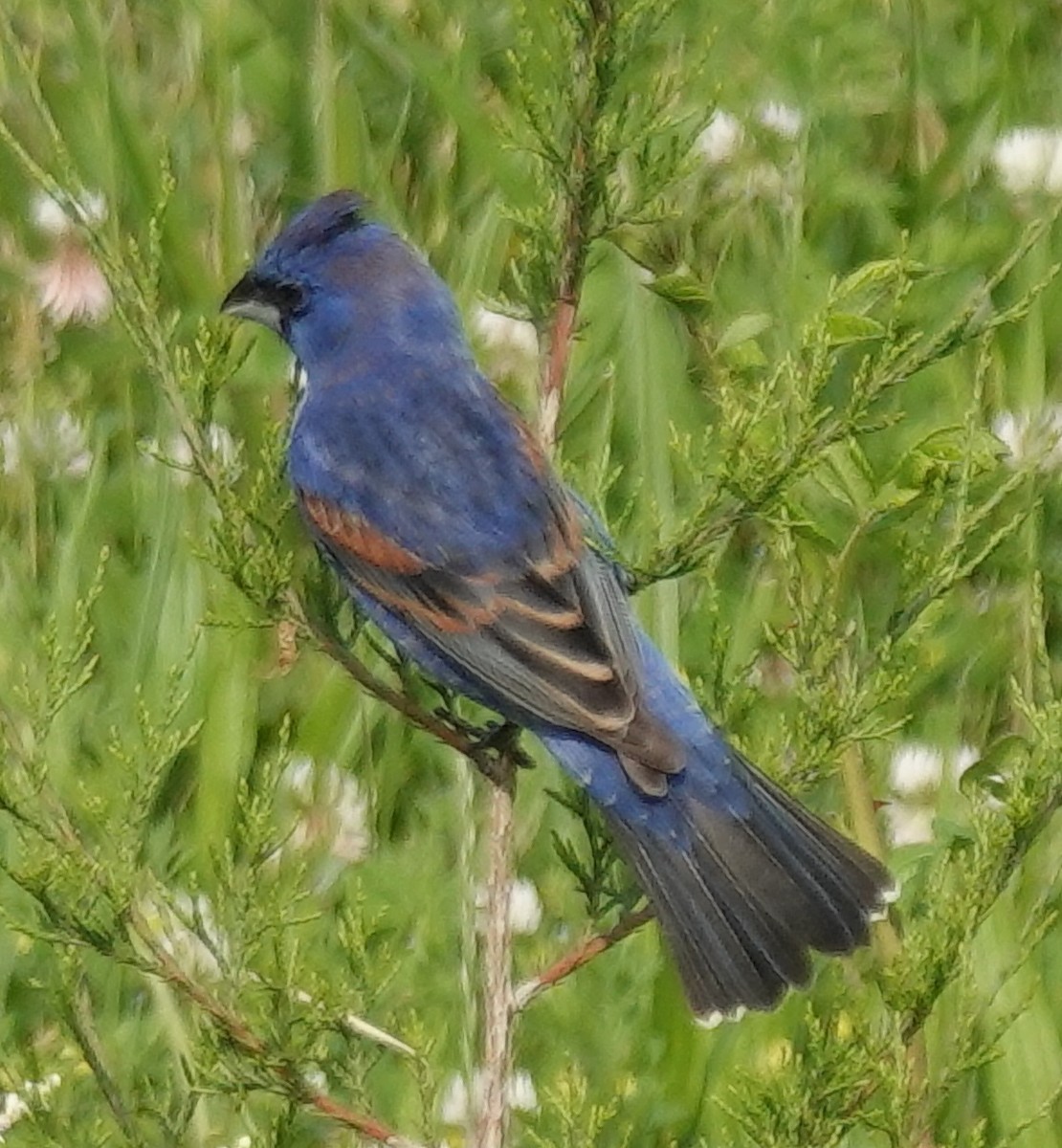 Blue Grosbeak - Lilian Saul