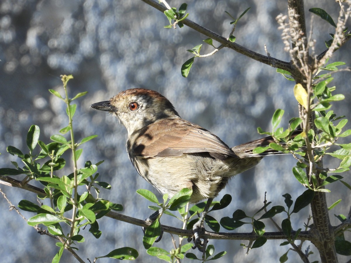 Rufous-capped Antshrike - Alejandra Pons