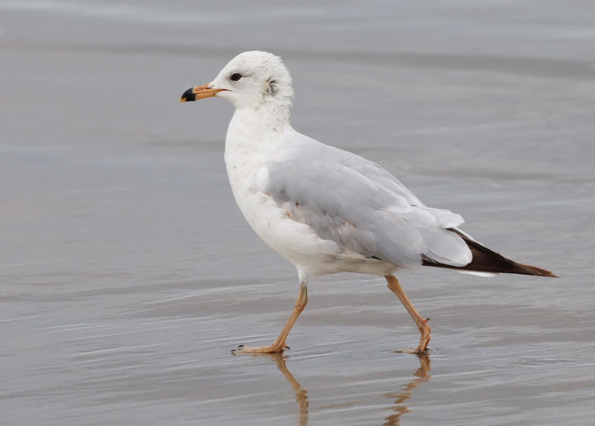 Ring-billed Gull - ML617977386