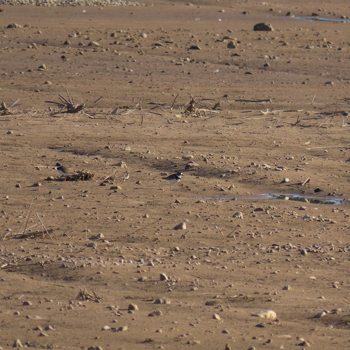 Semipalmated Plover - ML617977432