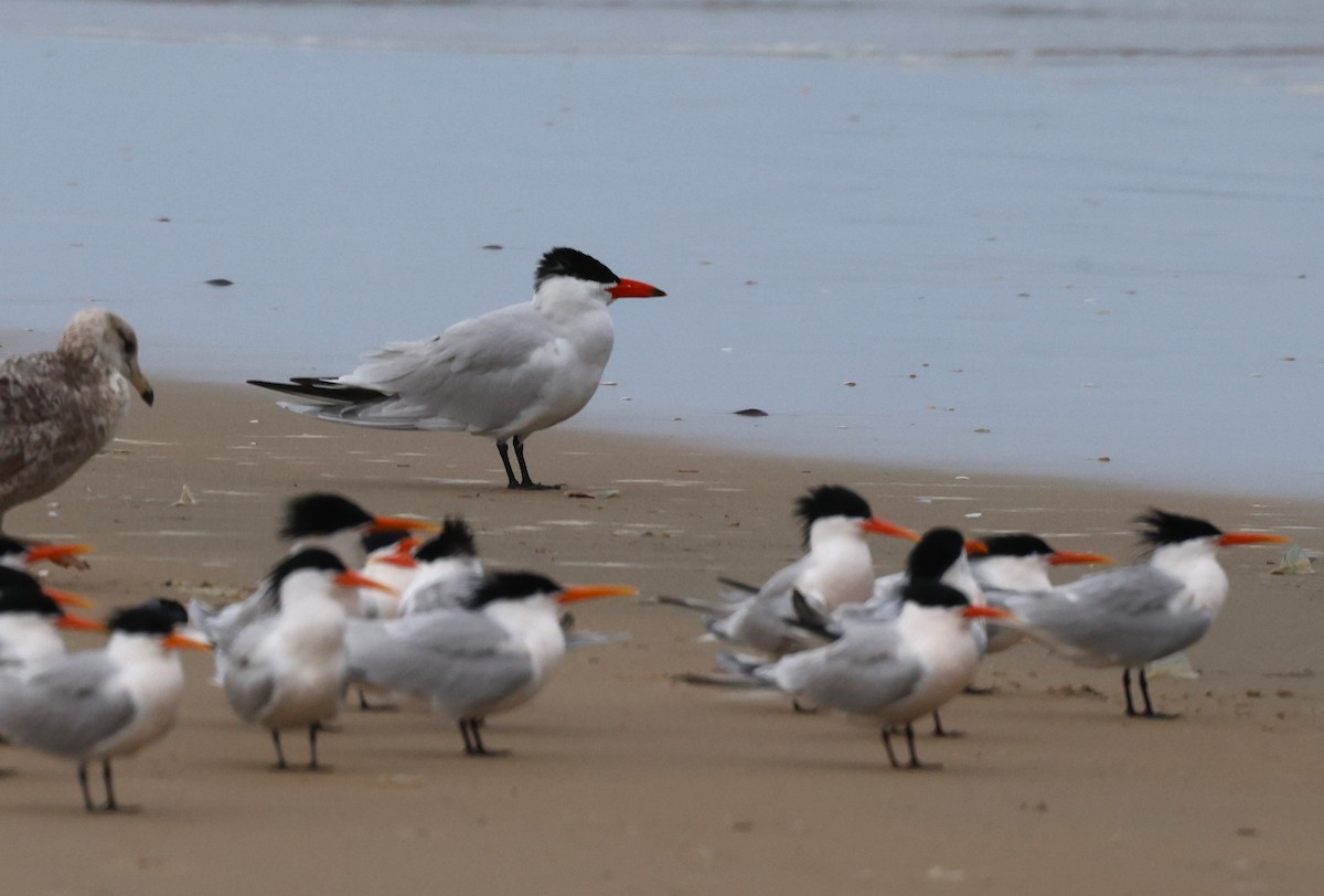 Caspian Tern - ML617977457