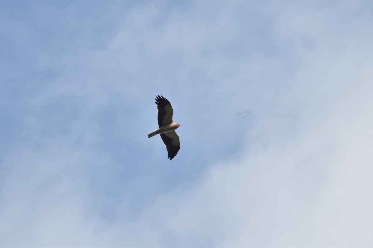 Booted Eagle - ML617977466