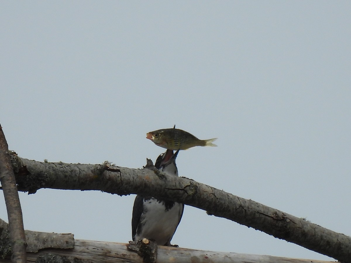 Belted Kingfisher - ML617977499