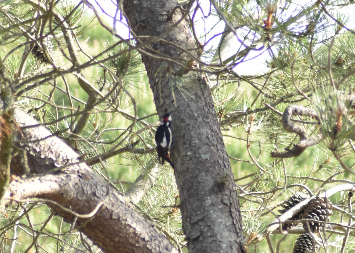 Great Spotted Woodpecker - ML617977525