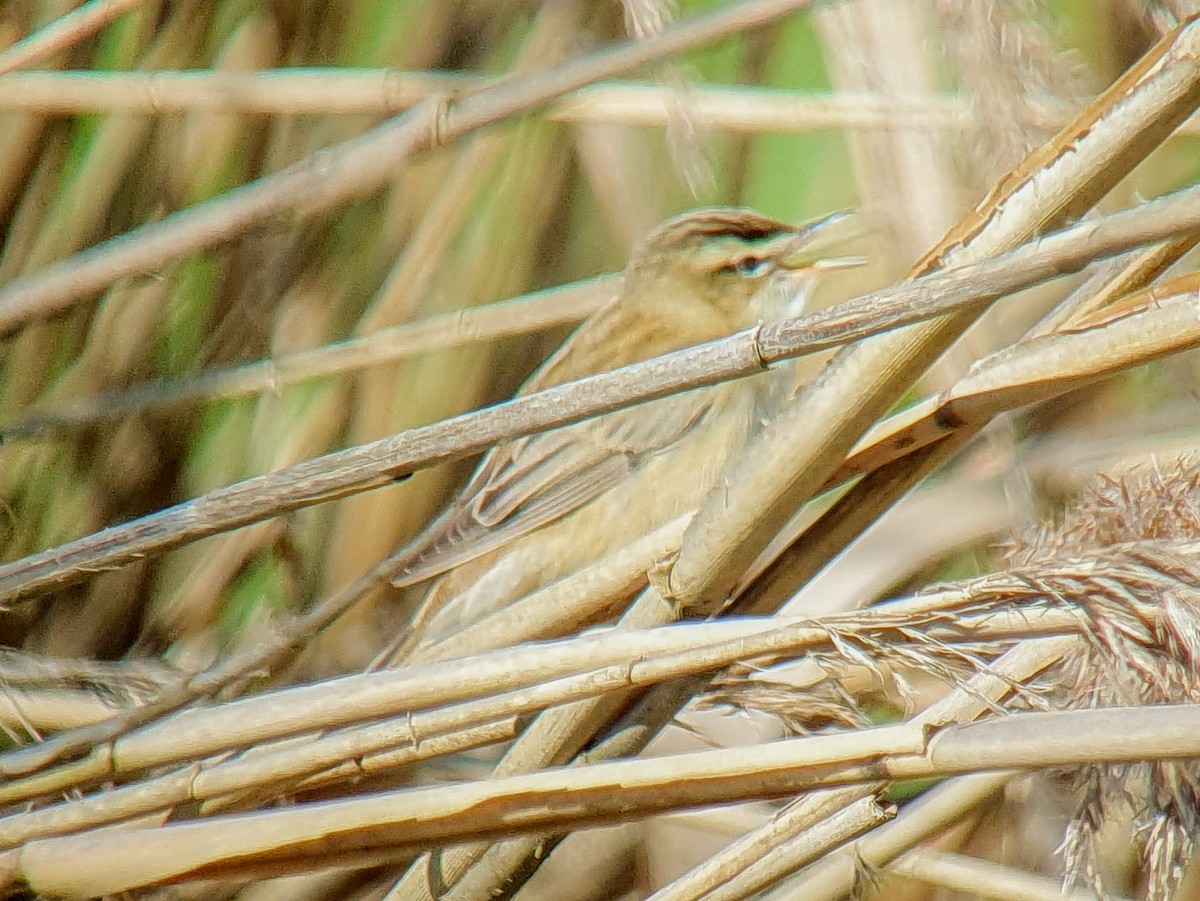 Sedge Warbler - ML617977530