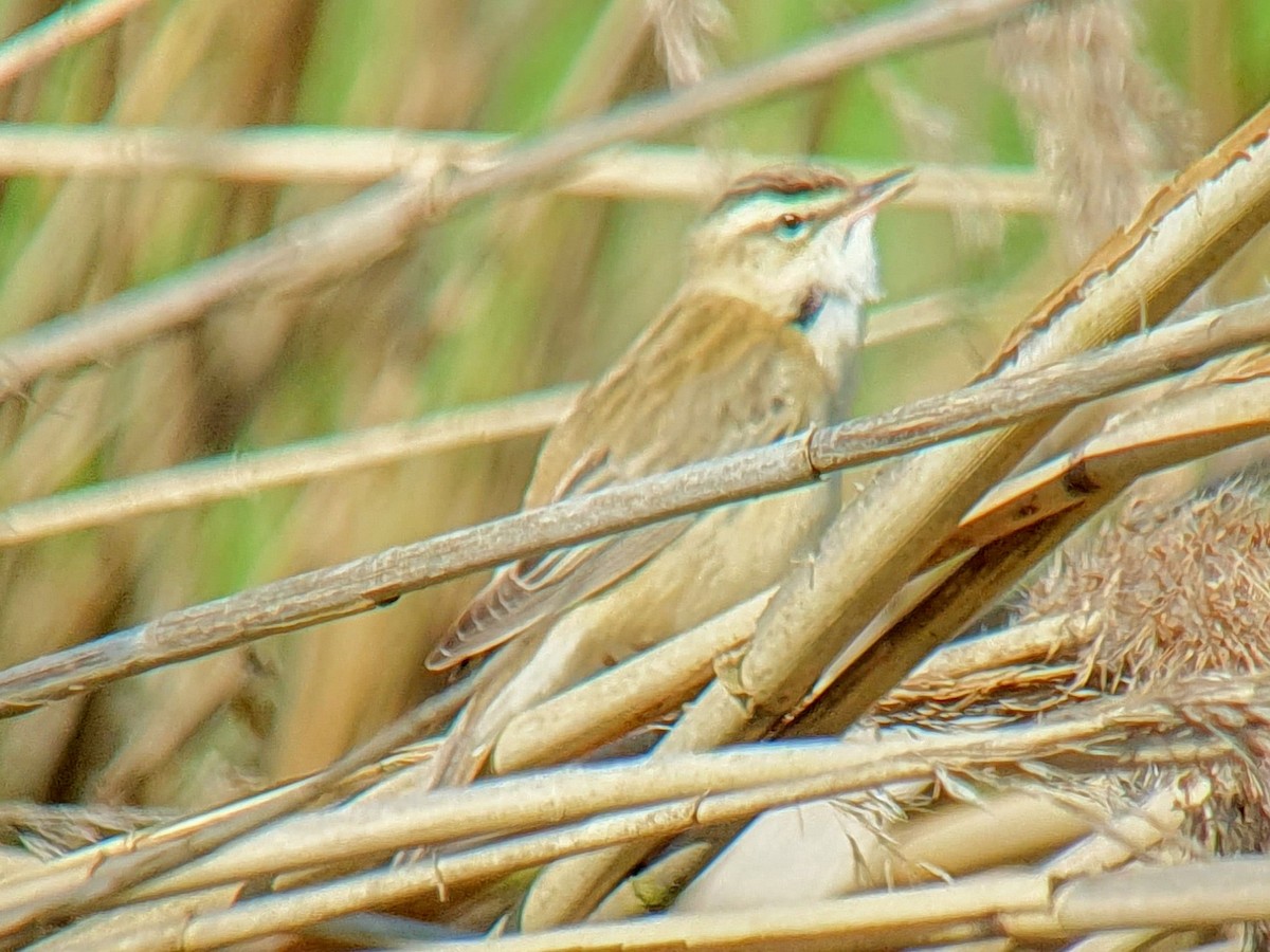 Sedge Warbler - ML617977534