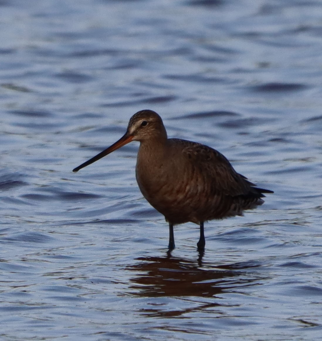 Marbled Godwit - ML617977540