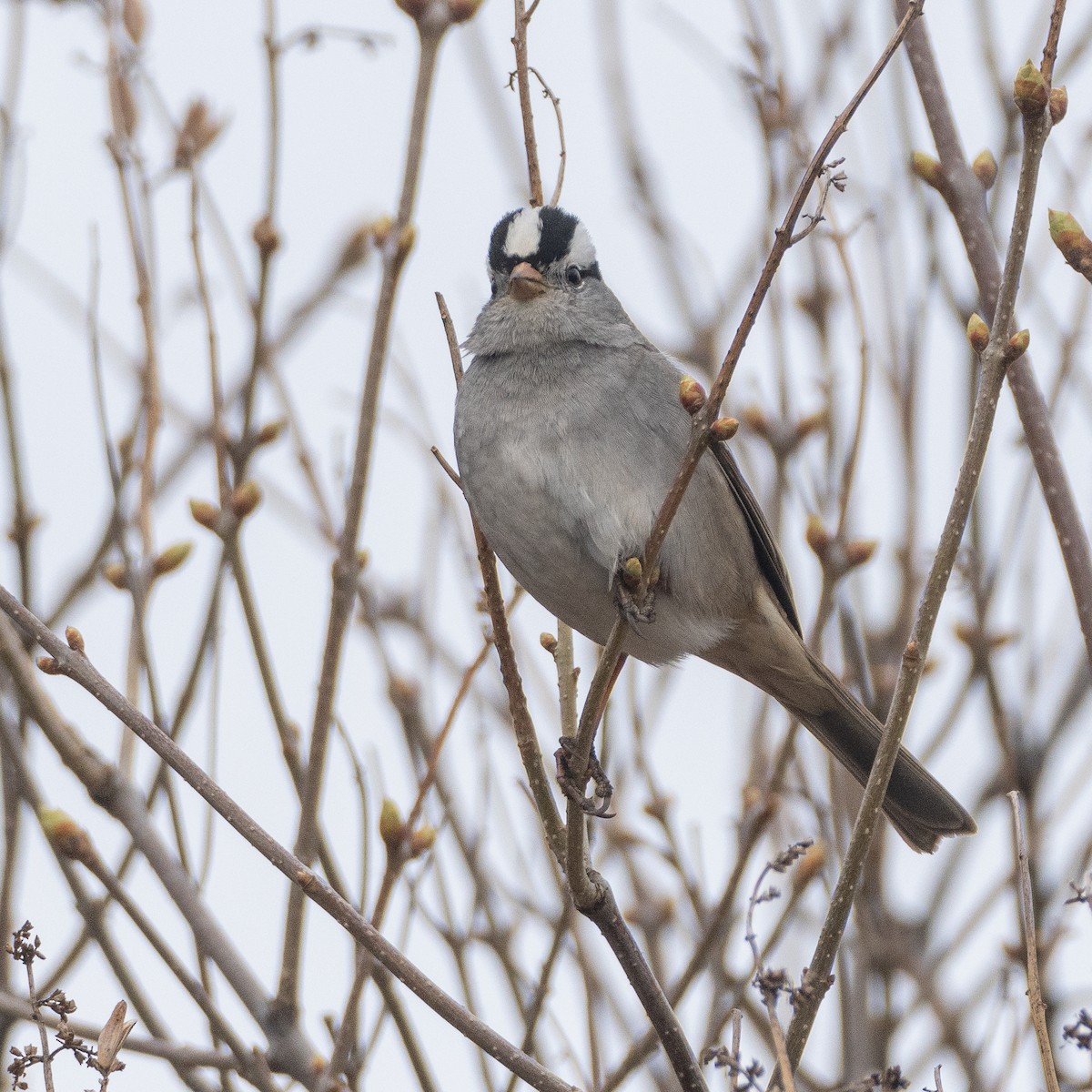 White-crowned Sparrow - Caroline Lambert