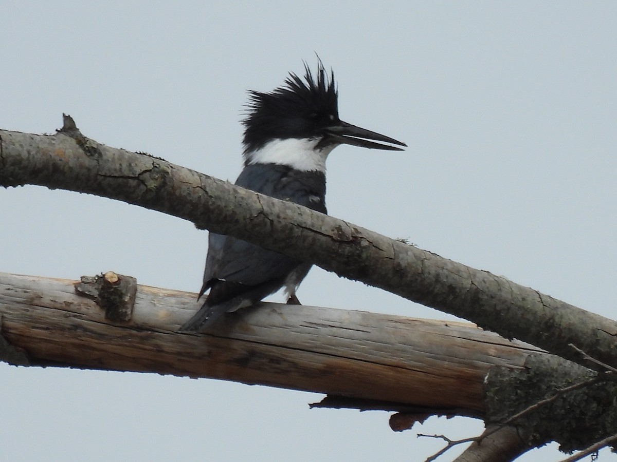 Belted Kingfisher - ML617977588