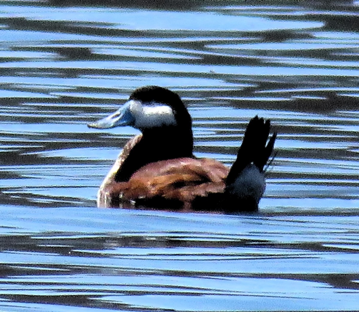 Ruddy Duck - Catherine Murphy