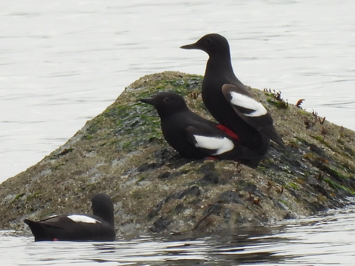 Pigeon Guillemot - ML617977614