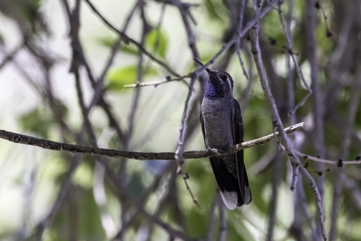 Blue-throated Mountain-gem - Mel Green