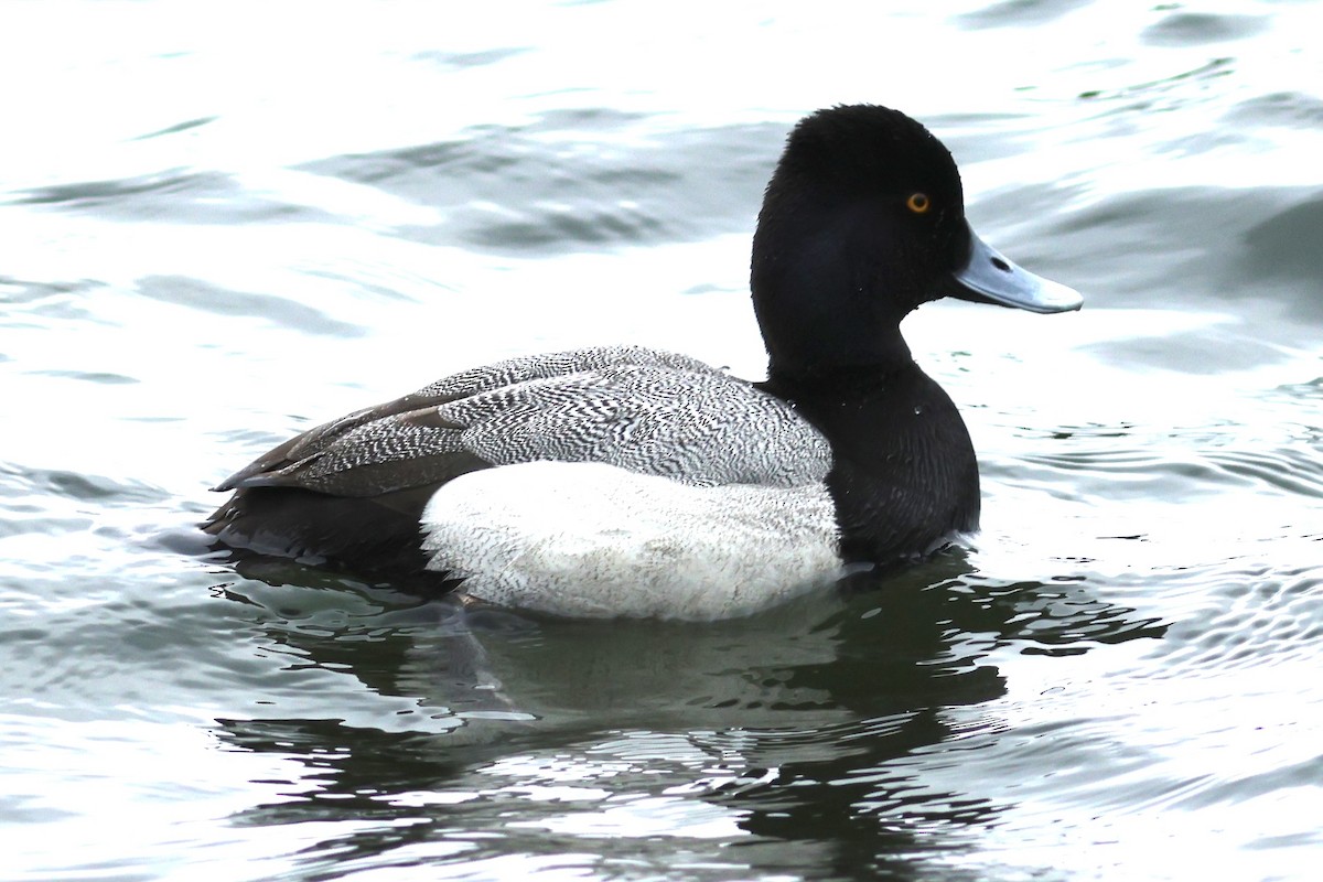 Lesser Scaup - Hanan Jacoby