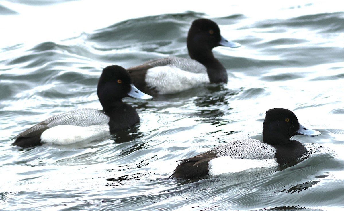 Lesser Scaup - Hanan Jacoby