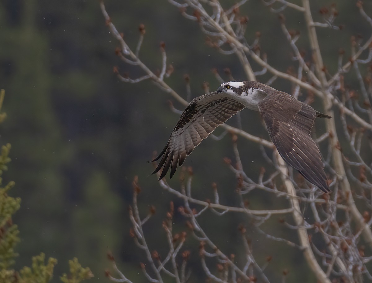 Osprey - Caroline Lambert