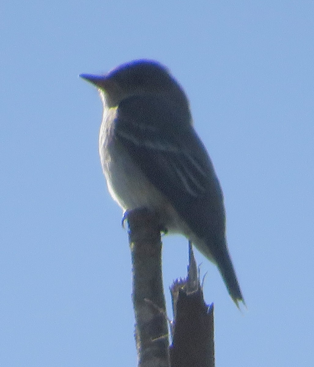 Western Wood-Pewee - ML617977647