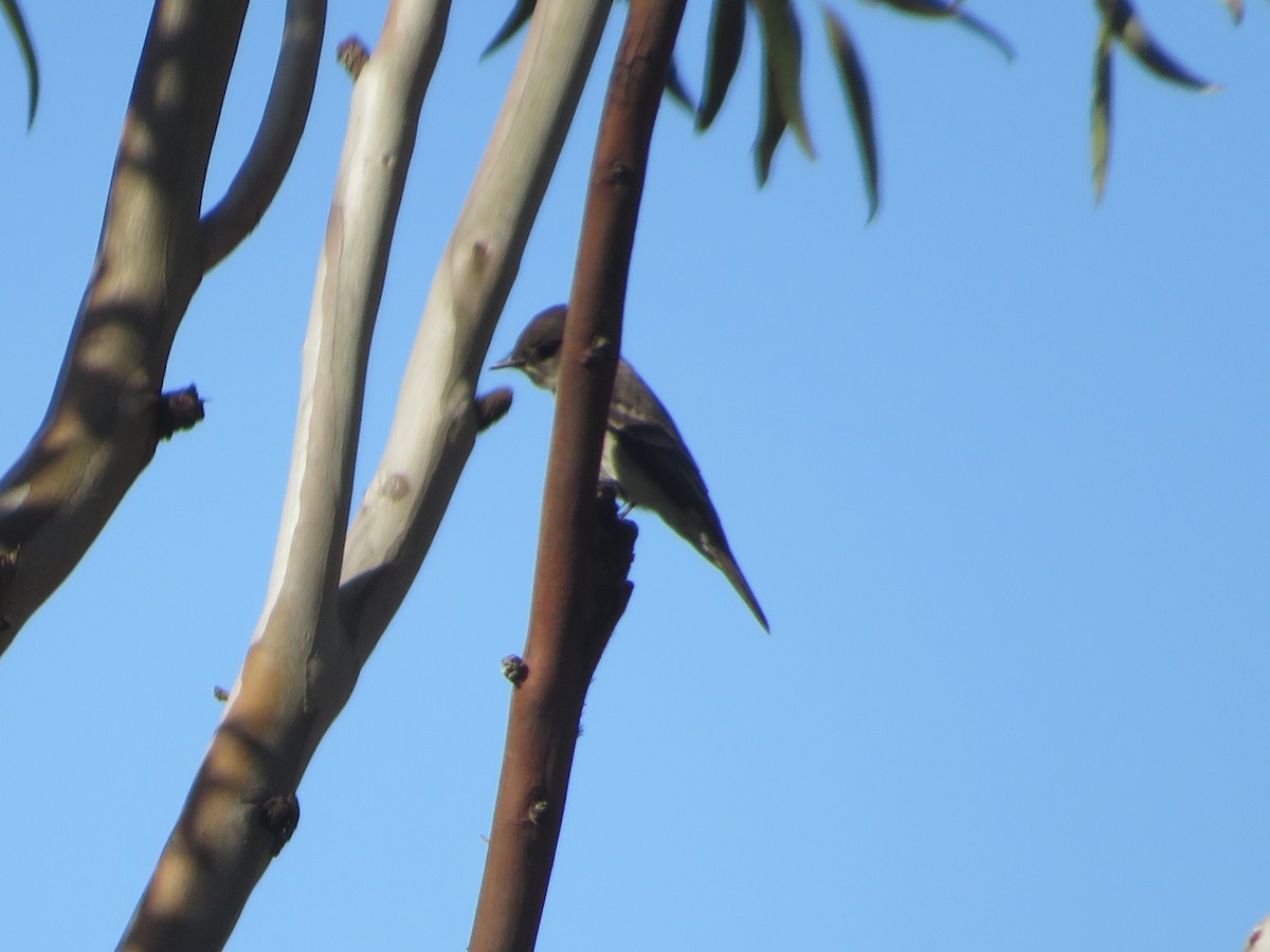 Western Wood-Pewee - ML617977648