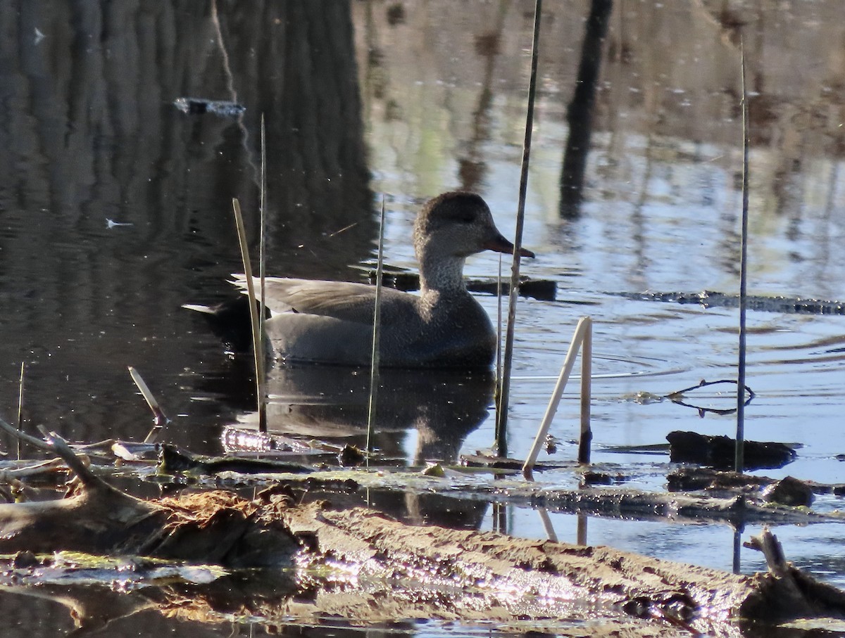 Gadwall - ML617977666