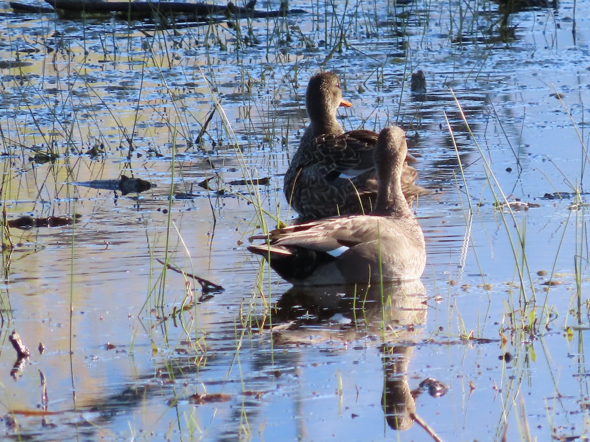 Gadwall - ML617977668