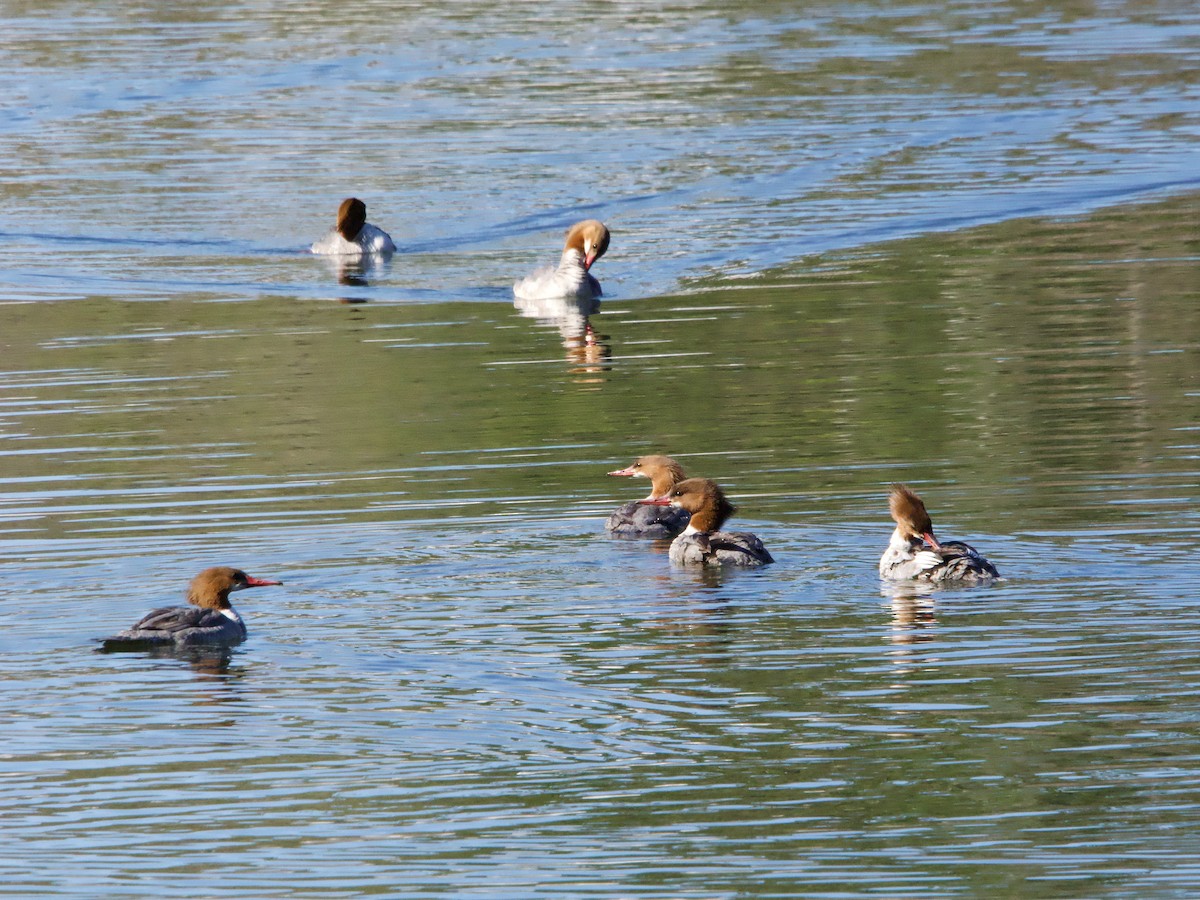 Common Merganser - ML617977672