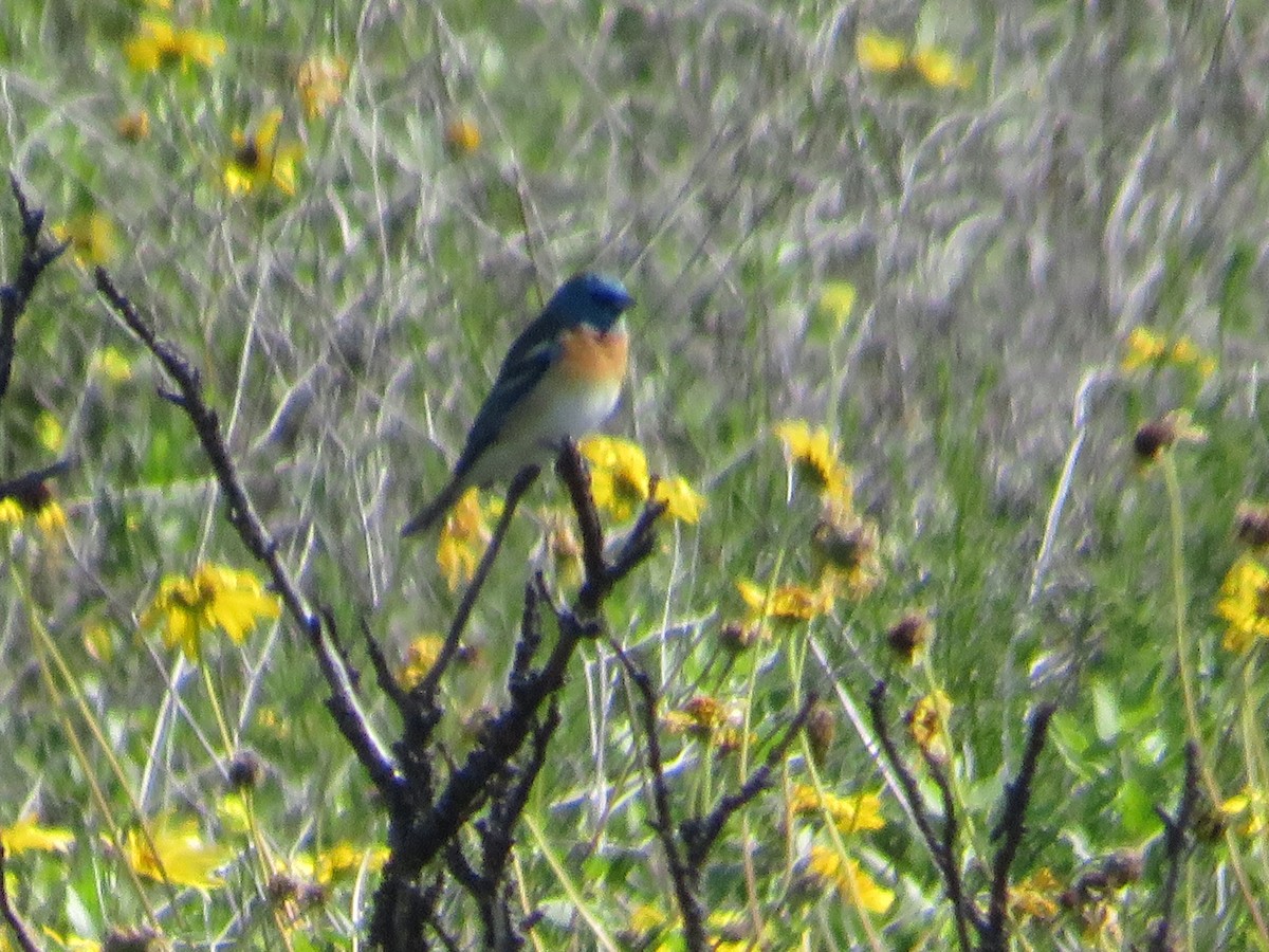 Lazuli Bunting - ML617977687