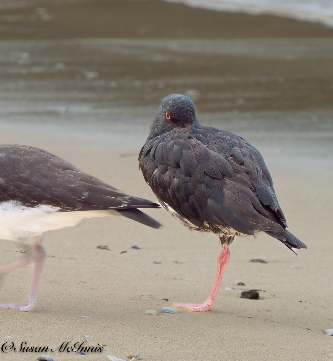 Variable Oystercatcher - ML617977705