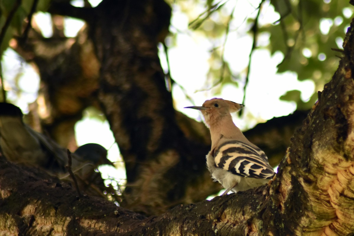 Eurasian Hoopoe - João Ferreira da Silva