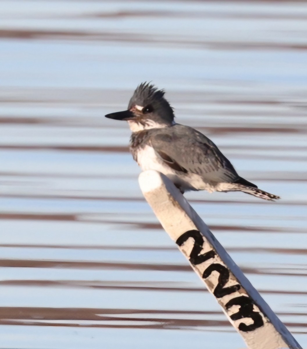 Belted Kingfisher - ML617977732