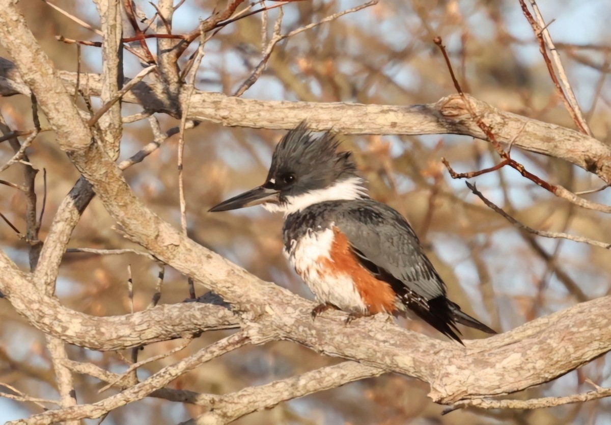 Belted Kingfisher - ML617977733