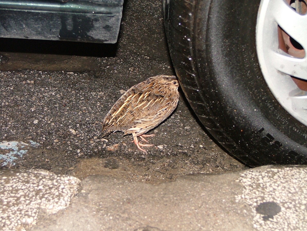 Common Quail - Tom Carley