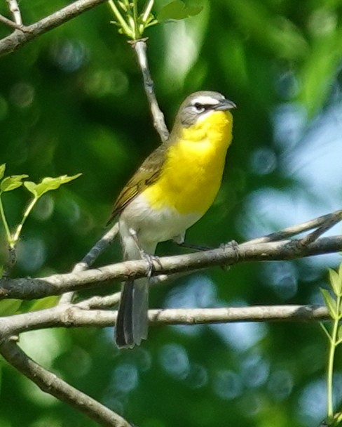 Yellow-breasted Chat - ML617977812