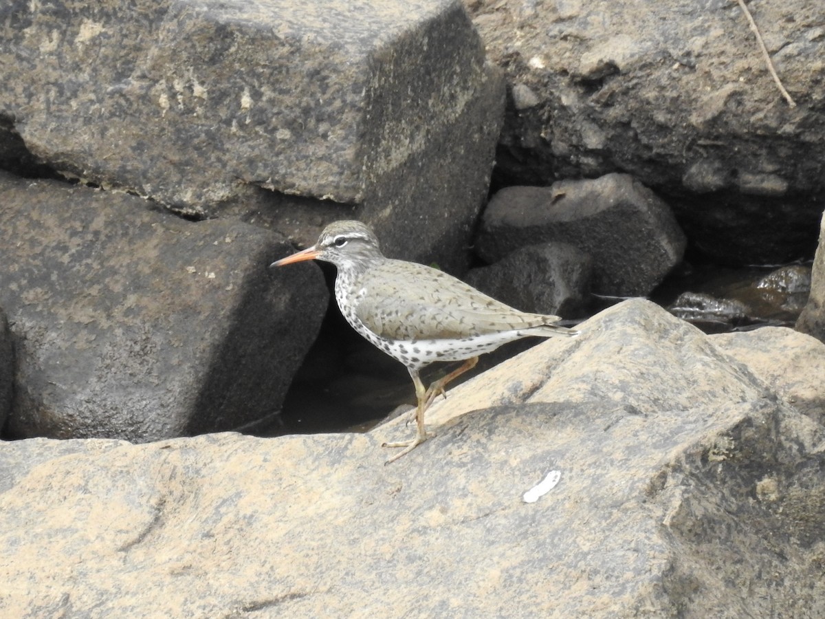 Spotted Sandpiper - ML617977840