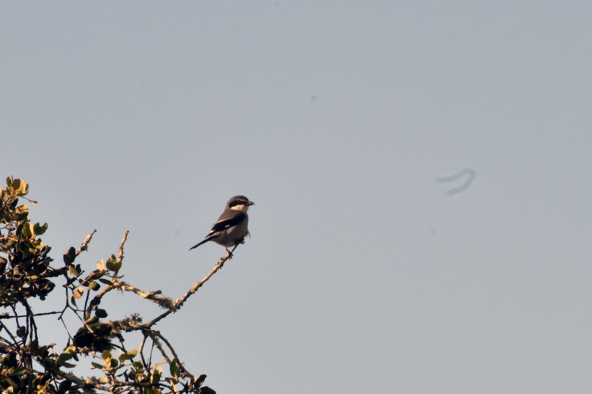 Iberian Gray Shrike - ML617977851