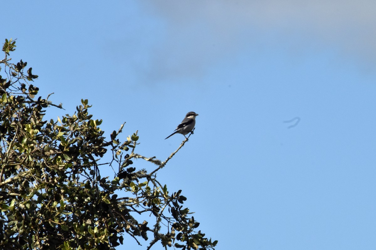 Iberian Gray Shrike - ML617977852