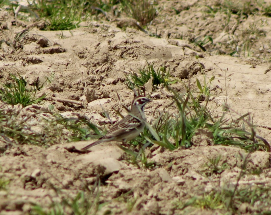 Lark Sparrow - Olga Mironova