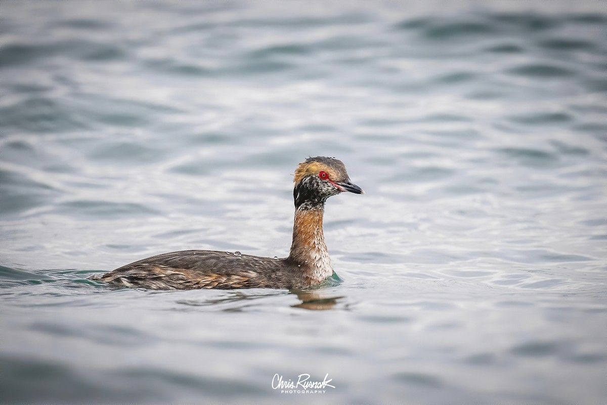 Horned Grebe - ML617977857