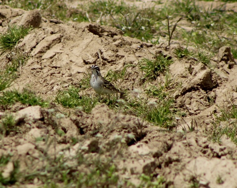 Lark Sparrow - ML617977866