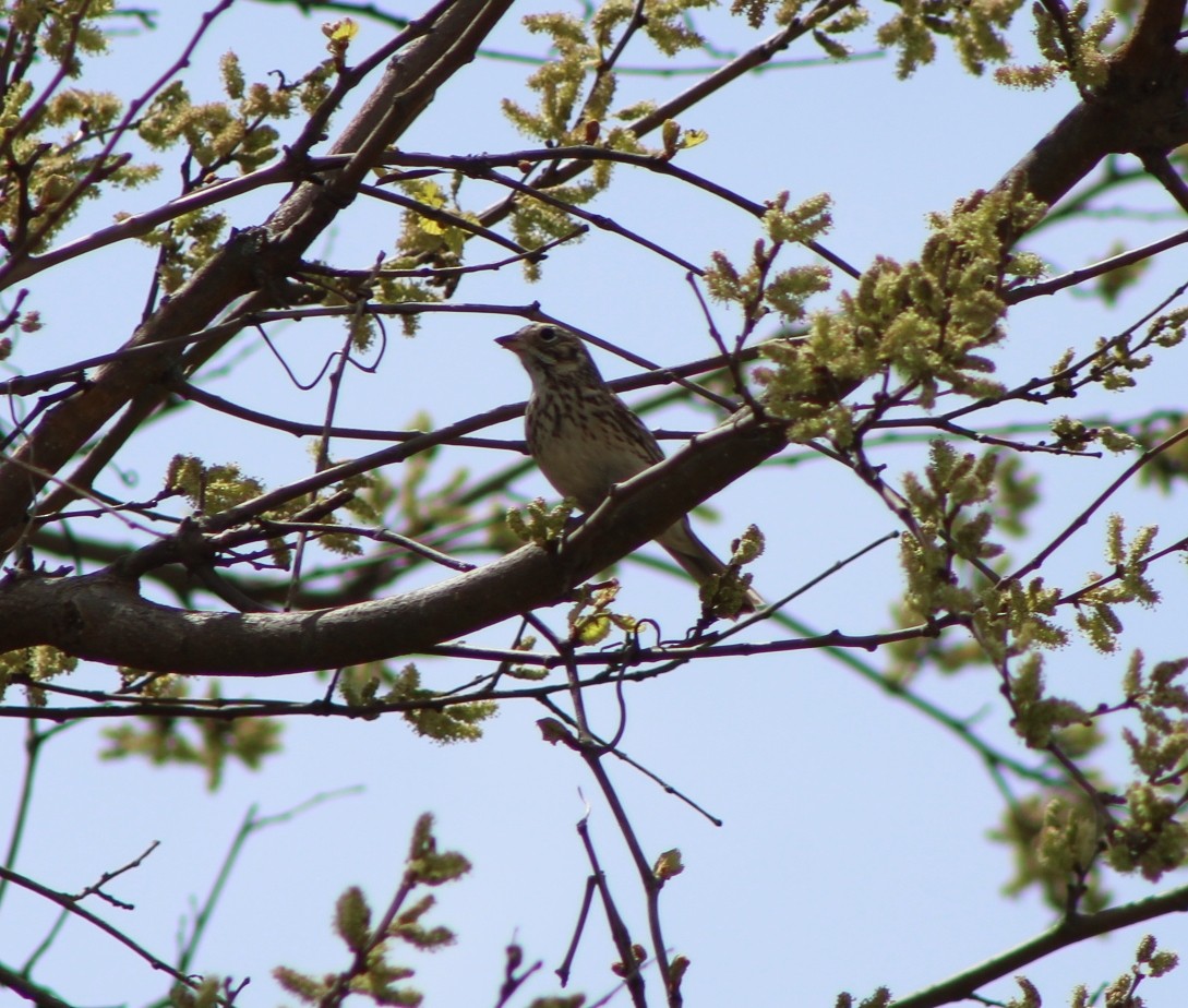 Vesper Sparrow - ML617977869