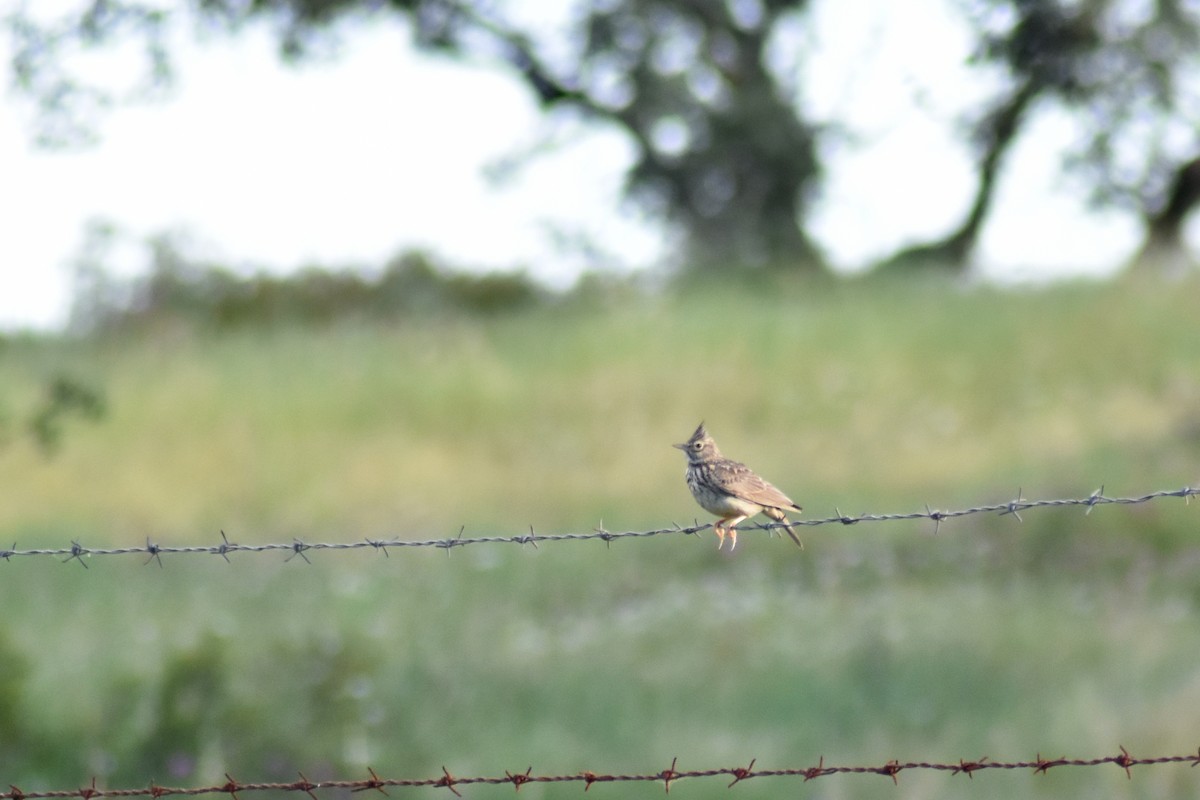 Thekla's Lark - ML617977894